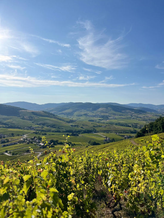 Balade bucolique à Brouilly
